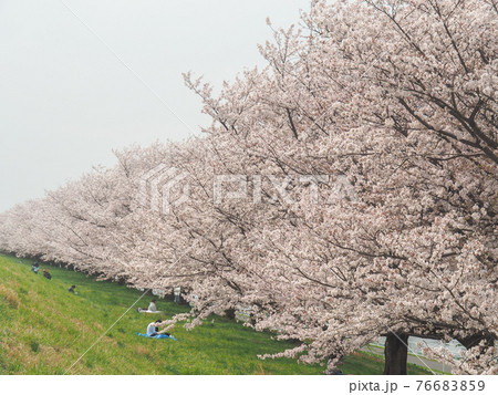 埼玉県戸田市・戸田桜づつみ 76683859
