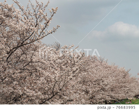 埼玉県戸田市・戸田桜づつみ 埼玉県戸田市・戸田桜づつみ 76683995