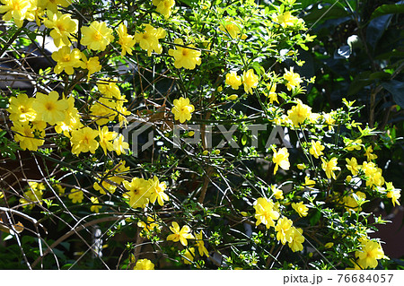 オウバイモドキ(黄梅擬) オウバイモドキ(黄梅擬) 76684057