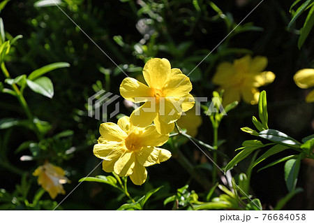 オウバイモドキ（黄梅擬） 76684058