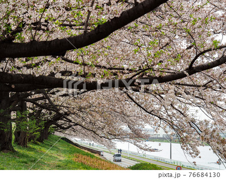埼玉県戸田市・戸田桜づつみ 埼玉県戸田市・戸田桜づつみ 76684130
