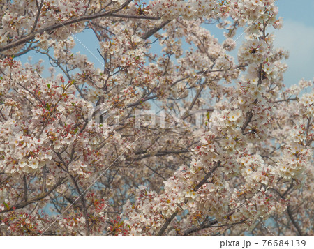 埼玉県戸田市・戸田桜づつみ 埼玉県戸田市・戸田桜づつみ 76684139