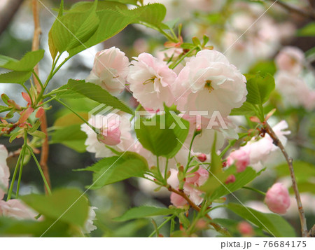 埼玉県戸田市・戸田桜づつみ 埼玉県戸田市・戸田桜づつみ 76684175