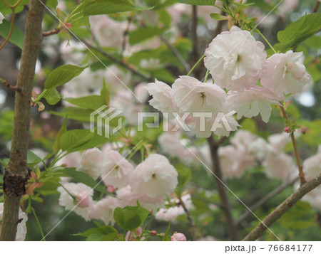 埼玉県戸田市・戸田桜づつみ 埼玉県戸田市・戸田桜づつみ 76684177