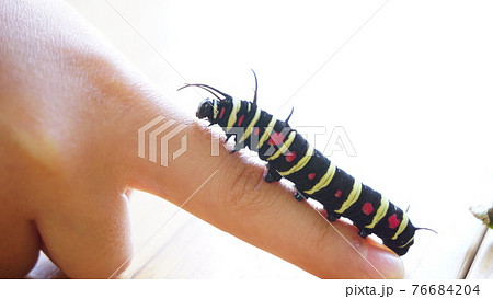 指に乗るオオゴマダラの幼虫 指に乗るオオゴマダラの幼虫 76684204