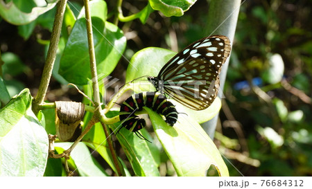 アサギマダラがオオゴマダラの上に。 アサギマダラがオオゴマダラの上に。 76684312