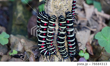 オオゴマダラの幼虫が集まる 76684313