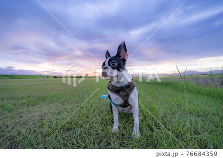 ボストンテリア ボストンテリア 76684359