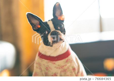 首をかしげるボストンテリアの写真素材