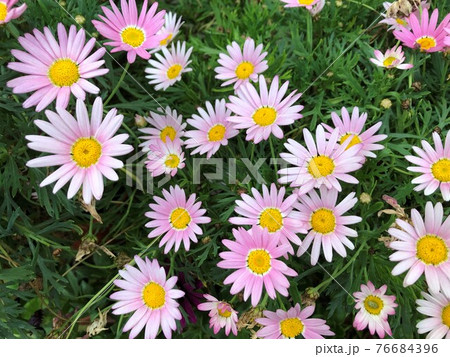 花 フラワー お花 76684396