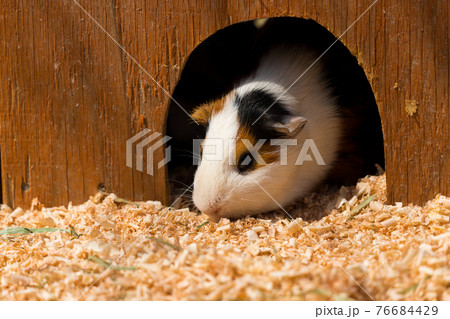 屋外で飼育されている可愛いモルモットの姿の写真素材