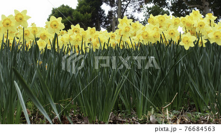 ラッパスイセン ラッパスイセン 76684563