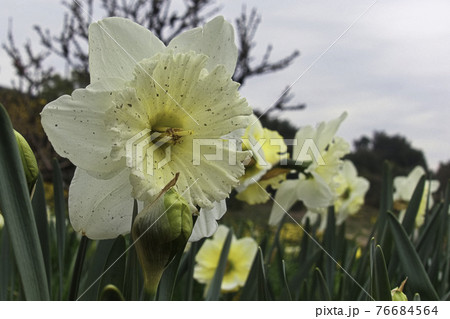 ラッパスイセン 76684564