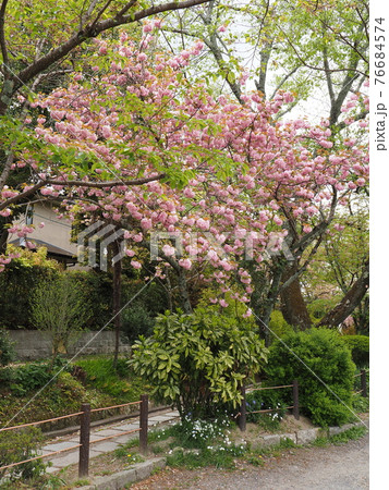 京都 哲学の道の八重桜 京都 哲学の道の八重桜 76684574