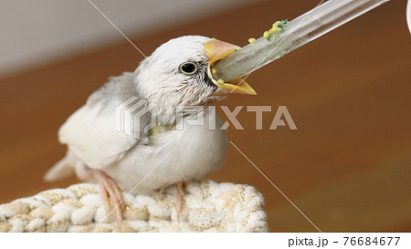 白文鳥にヒナに給餌器での餌やりの写真素材 [76684677] - PIXTA