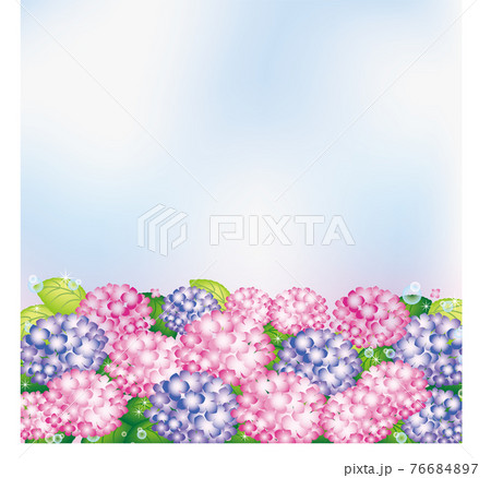 雨上がりの紫陽花 ピンクと紫 のイラスト素材 雨上がりの紫陽花 ピンクと紫 のイラスト素材