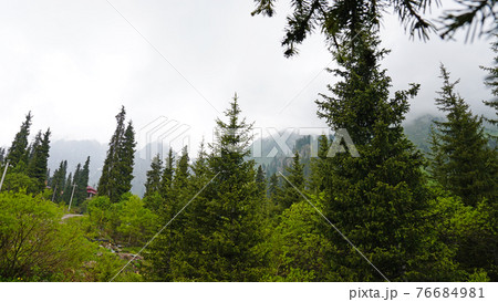 A heavy fog covered the forest. 76684981
