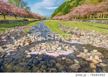 羽根谷だんだん公園、満開の桜〈岐阜県海津市〉 76684982