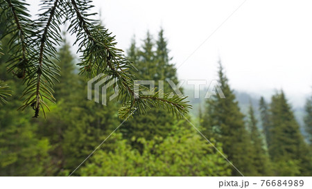 A heavy fog covered the forest. A heavy fog covered the forest. 76684989