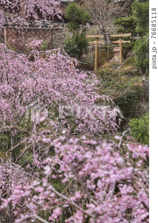 善峯寺の桜 善峯寺の桜 76685118