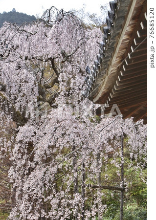 善峯寺の桜 善峯寺の桜 76685120