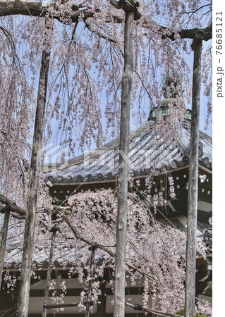 善峯寺の桜 善峯寺の桜 76685121