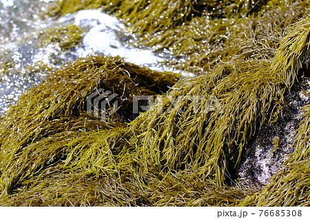 岩場に自生する天然のひじき 76685308