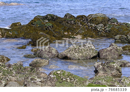 岩場に自生する天然のひじきの写真素材