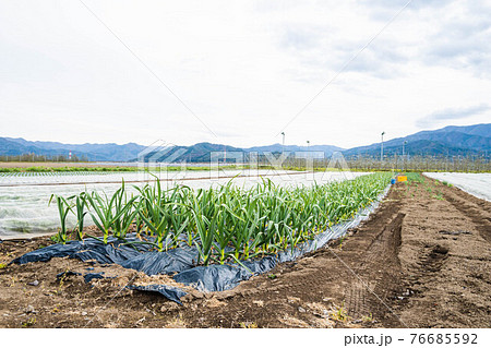 高原野菜 塩尻市 高原野菜 塩尻市 76685592