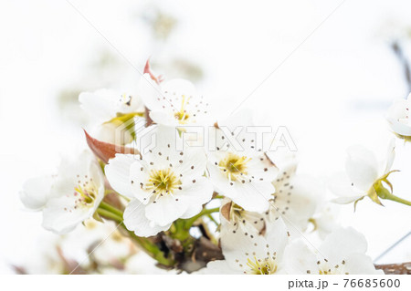梨の花 76685600