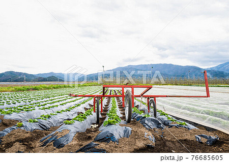 高原レタスの畑　塩尻市 76685605