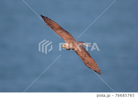 春、鳴門海峡上を帆翔するサシバ04 76685765