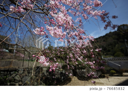 善福院の枝垂桜 76685832