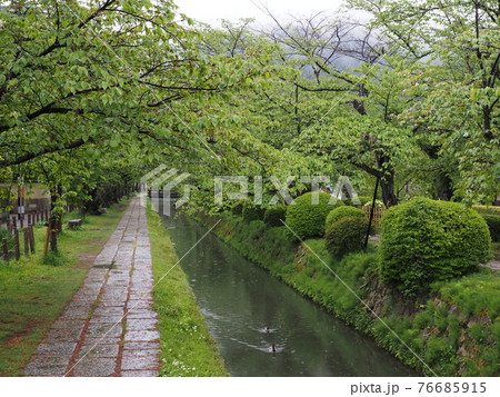 京都 新緑の哲学の道 京都 新緑の哲学の道 76685915
