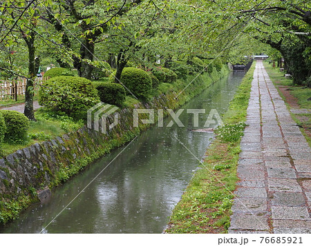 京都 新緑の哲学の道 京都 新緑の哲学の道 76685921