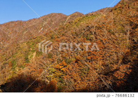 丹沢表尾根の紅葉と塔ノ岳の眺め 丹沢表尾根の紅葉と塔ノ岳の眺め 76686132