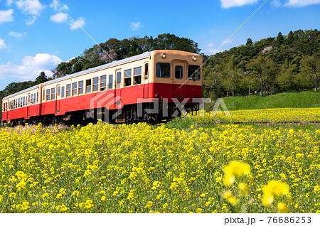 菜の花畑を走るローカル列車　小湊鉄道　春の風景　Nikon Z6撮影 76686253