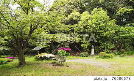 神奈川県横浜市金沢区の名刹・古刹の称名寺の新緑 76686678