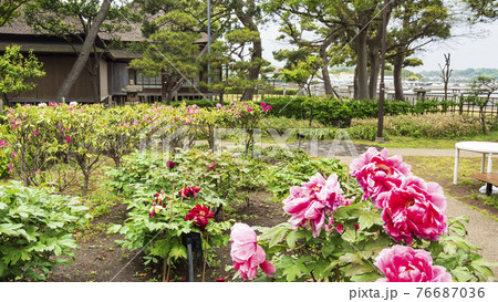 神奈川県横浜市金沢区野島公園にある伊藤博文別邸の春 神奈川県横浜市金沢区野島公園にある伊藤博文別邸の春 76687036