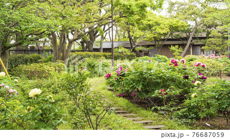 神奈川県横浜市金沢区野島公園にある伊藤博文別邸の春 神奈川県横浜市金沢区野島公園にある伊藤博文別邸の春 76687059