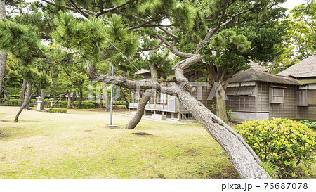 神奈川県横浜市金沢区野島公園にある伊藤博文別邸の春 76687078