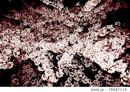 夜にみる桜 夜にみる桜 76687119