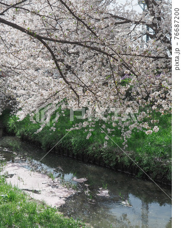 埼玉県鴻巣市・元荒川桜並木 埼玉県鴻巣市・元荒川桜並木 76687200