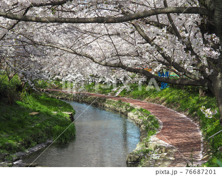 埼玉県鴻巣市・元荒川桜並木 埼玉県鴻巣市・元荒川桜並木 76687201