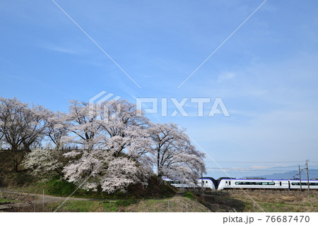 中央線E353系特急電車と勝沼甚六桜 76687470