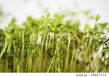 cuckooflower close up. fresh green plants 76687574