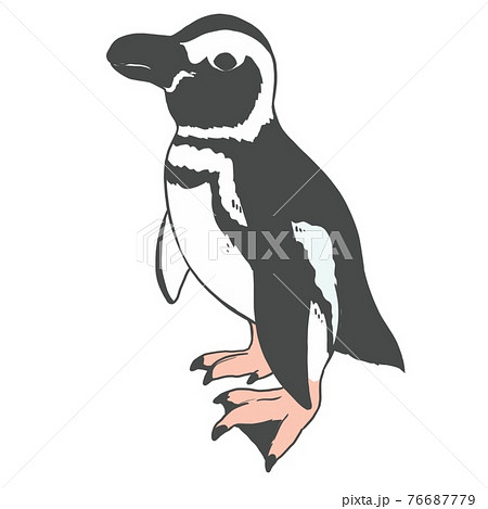 ペンギン01 76687779