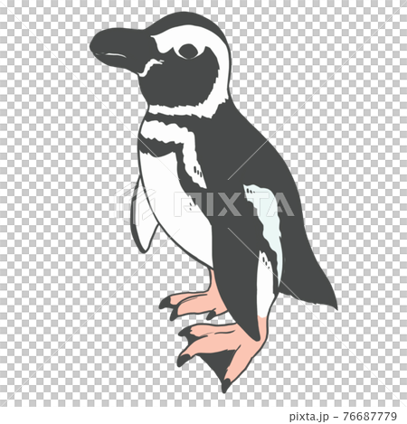 ペンギン01 76687779