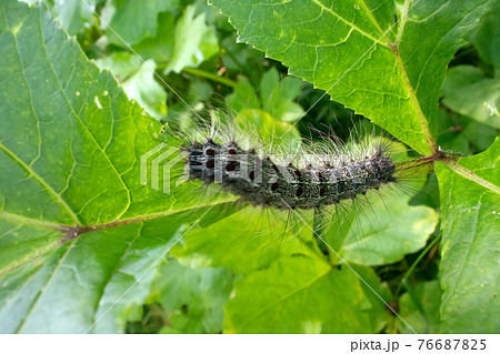 Lymantria dispar caterpillars move in forest. 76687825