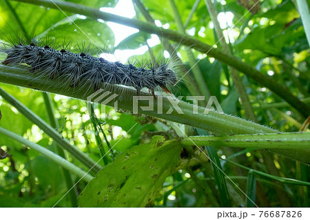 Lymantria dispar caterpillars move in forest. 76687826